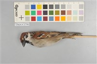 藏品(麻雀)的圖片